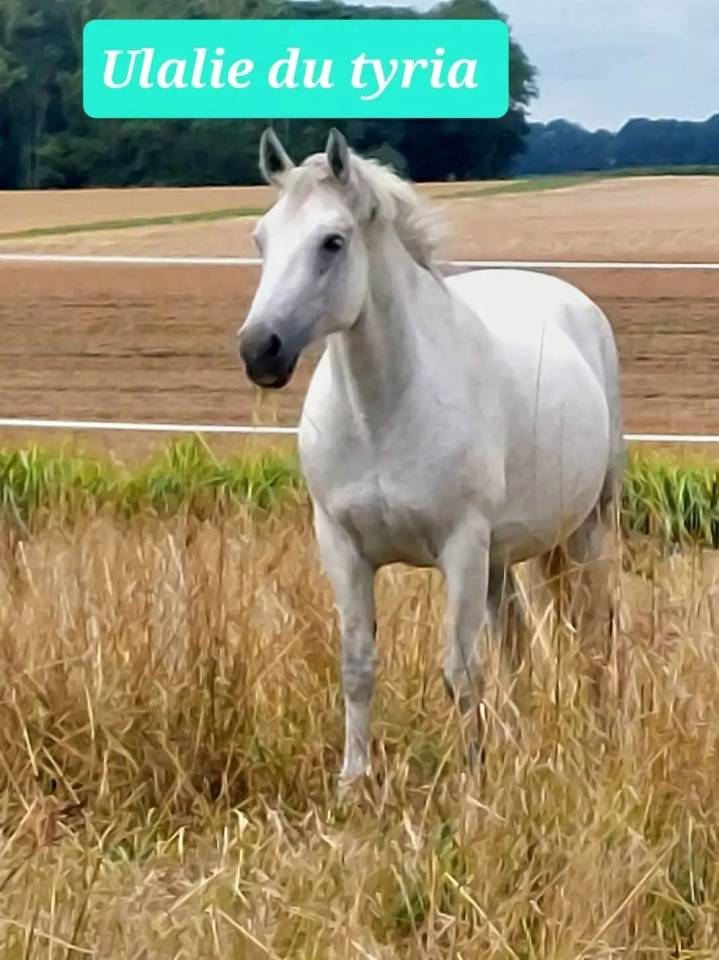 Fattrice Connemara In vendita 2008 Grigio ,  APOLLON PONDY