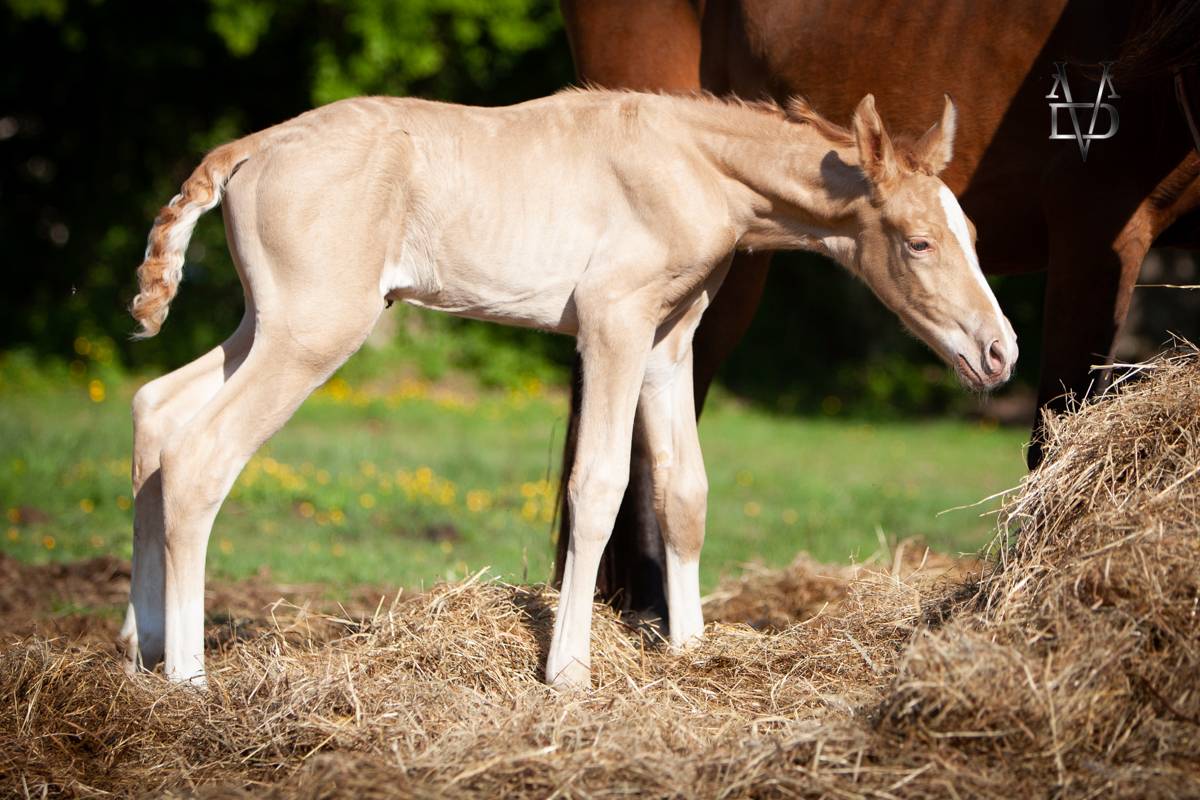 Puledro PRE Andaluso In vendita 2025 Perla ,  CARTUJANO ABAD