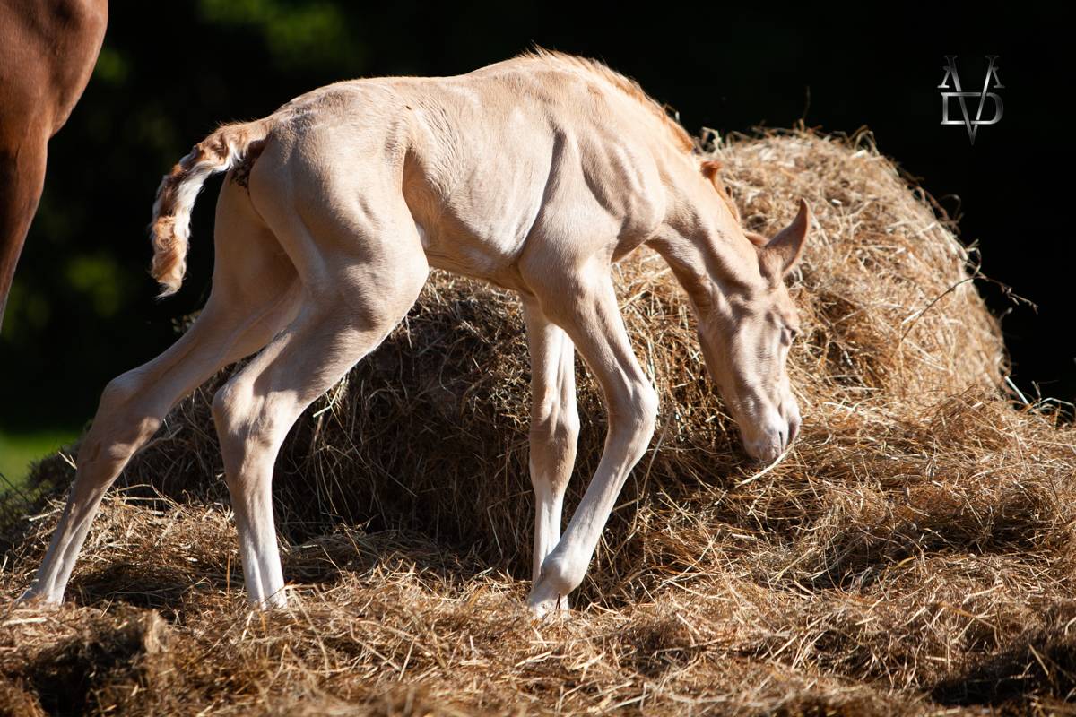 Puledro PRE Andaluso In vendita 2025 Perla ,  CARTUJANO ABAD