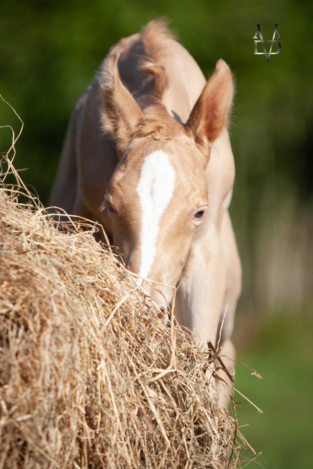 Puledro PRE Andaluso In vendita 2025 Perla ,  CARTUJANO ABAD
