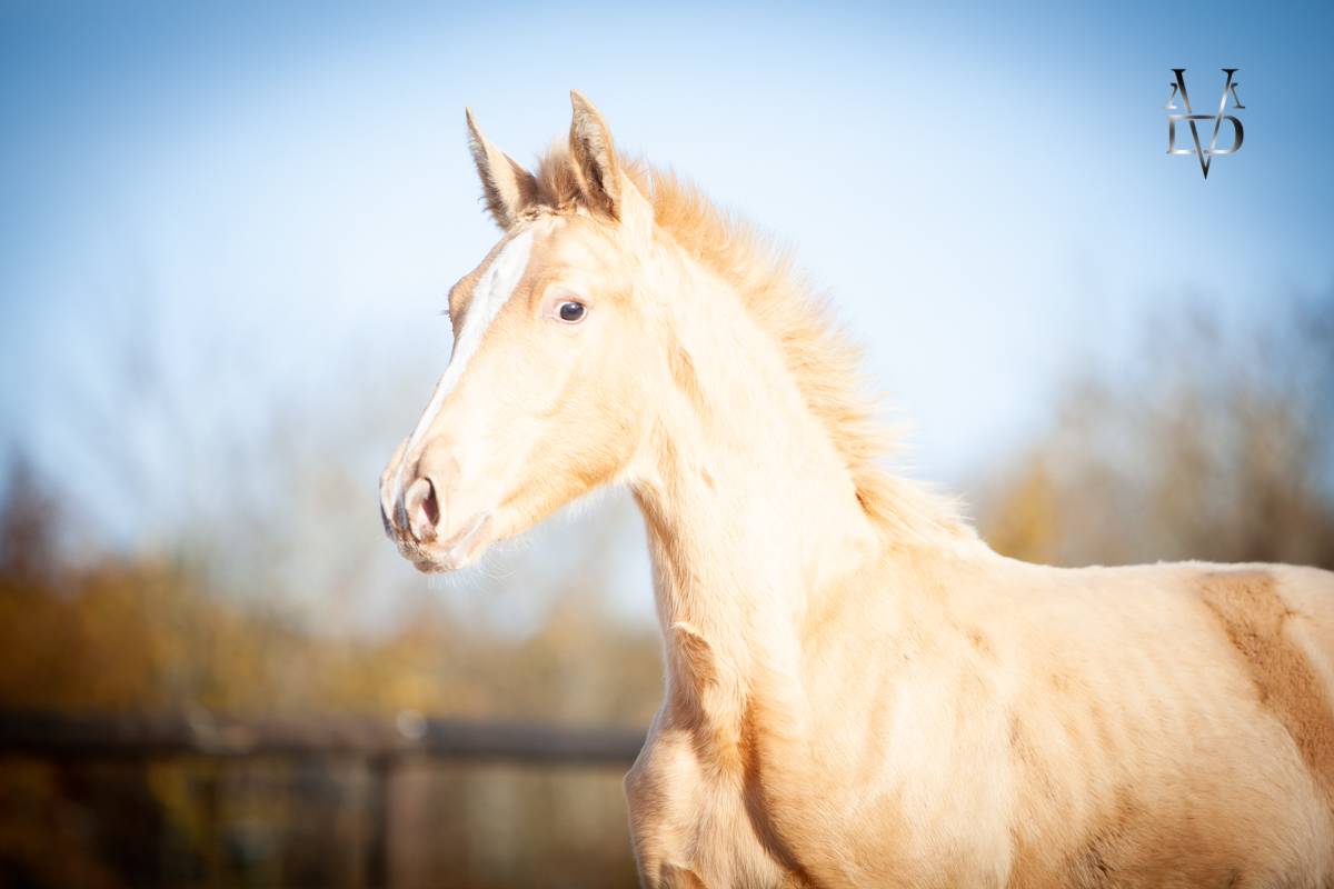 Puledro PRE Andaluso In vendita 2025 Perla ,  CARTUJANO ABAD