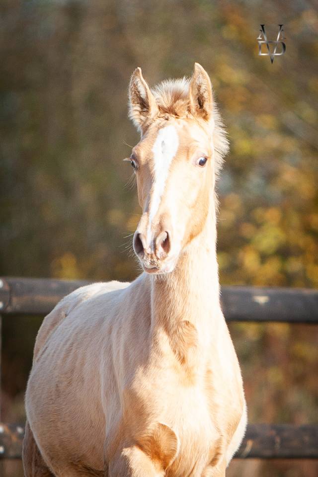 Puledro PRE Andaluso In vendita 2025 Perla ,  CARTUJANO ABAD