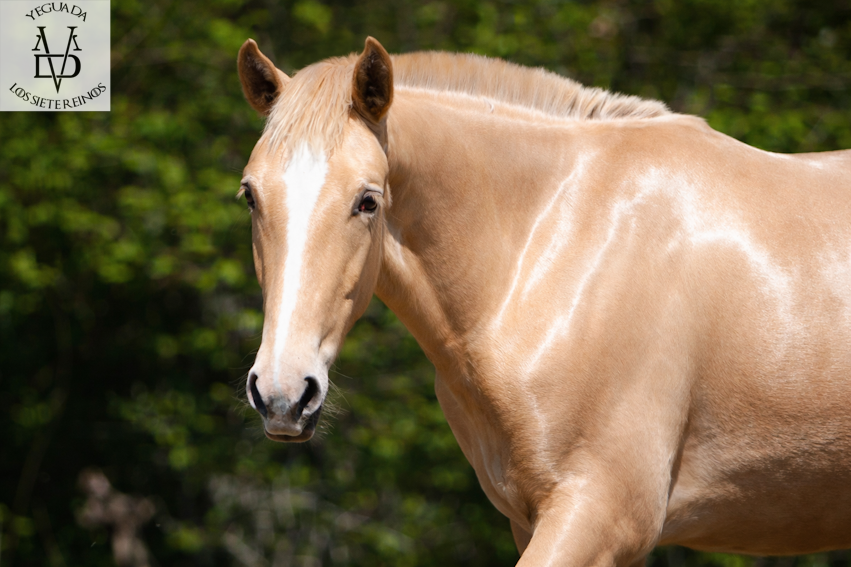 Puledro PRE Andaluso In vendita 2025 Perla ,  CARTUJANO ABAD