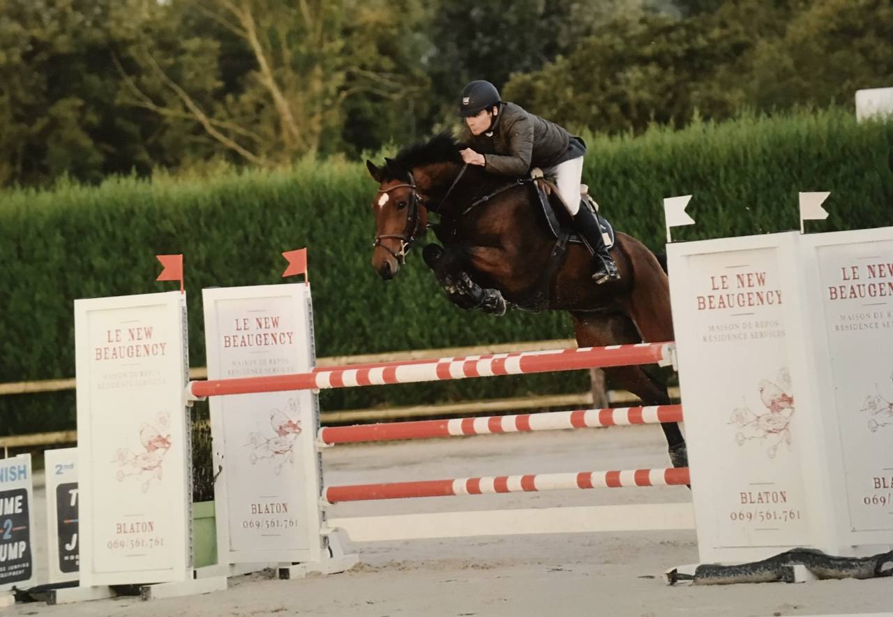 Castrone sBs Cavallo da Sport Belgio In vendita 2012 Baio ,  TOULON