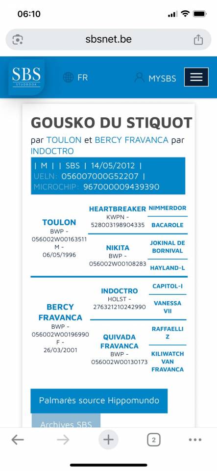 Castrone sBs Cavallo da Sport Belgio In vendita 2012 Baio ,  TOULON