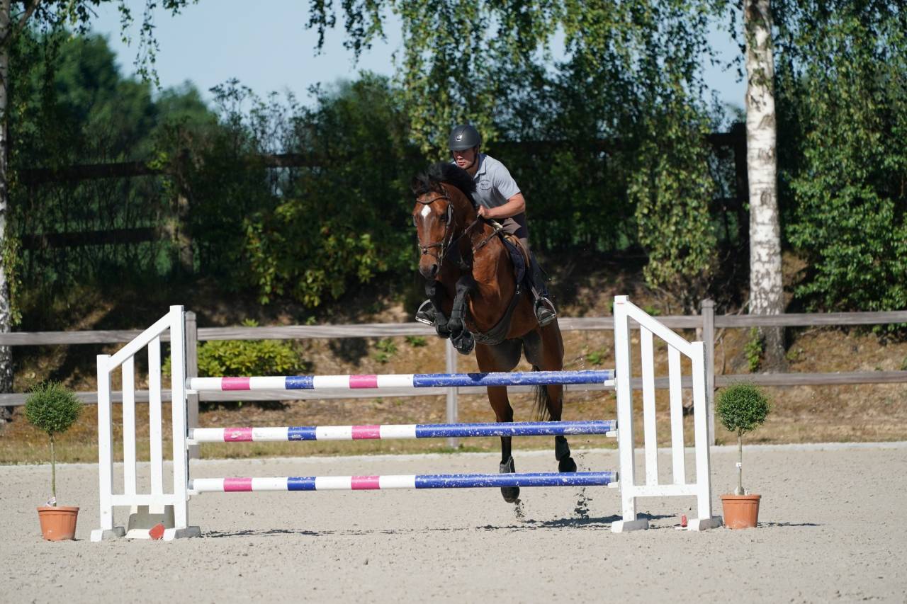 Castrone sBs Cavallo da Sport Belgio In vendita 2012 Baio ,  TOULON
