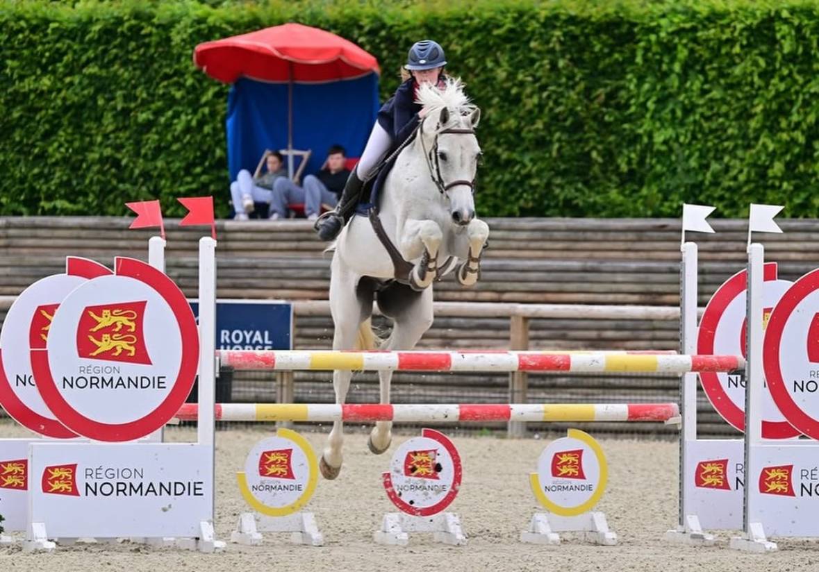 Castrone Holsteiner In vendita 2013 Grigio