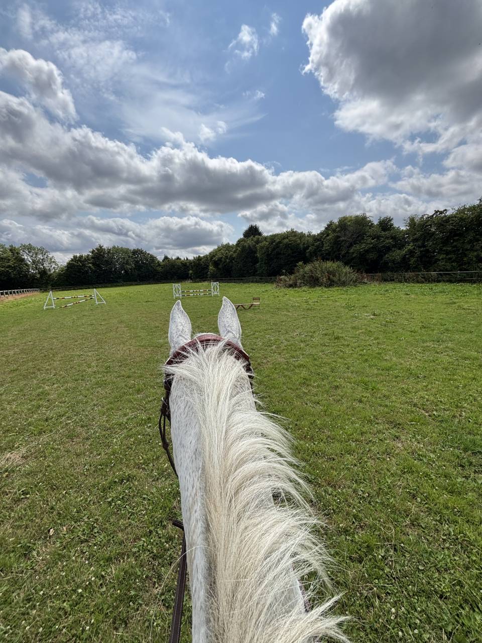 Castrone Holsteiner In vendita 2013 Grigio
