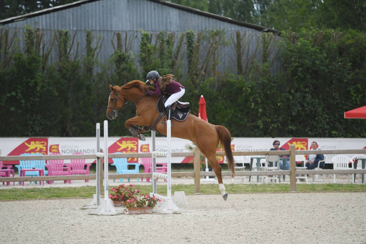 Cavalla Sella Francese In vendita 2017 Sauro