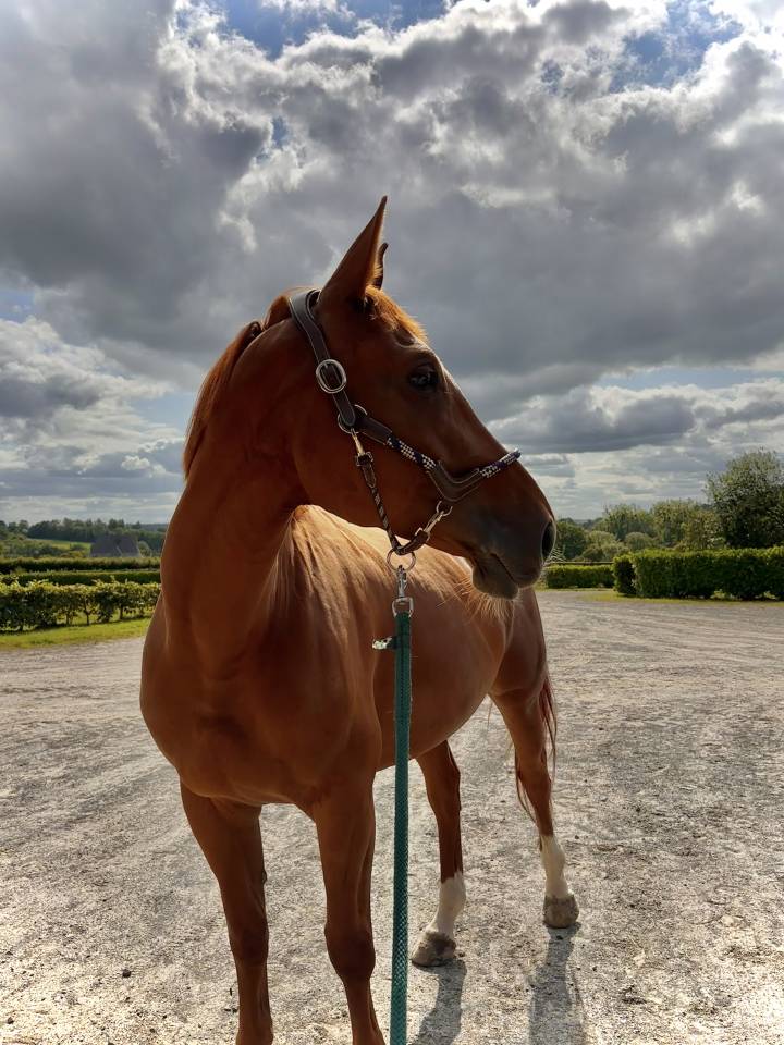 Cavalla Sella Francese In vendita 2017 Sauro