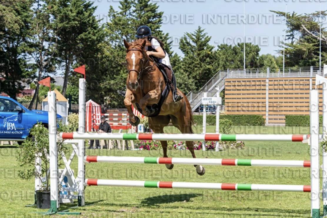 Cavalla Sella Francese In vendita 2017 Sauro