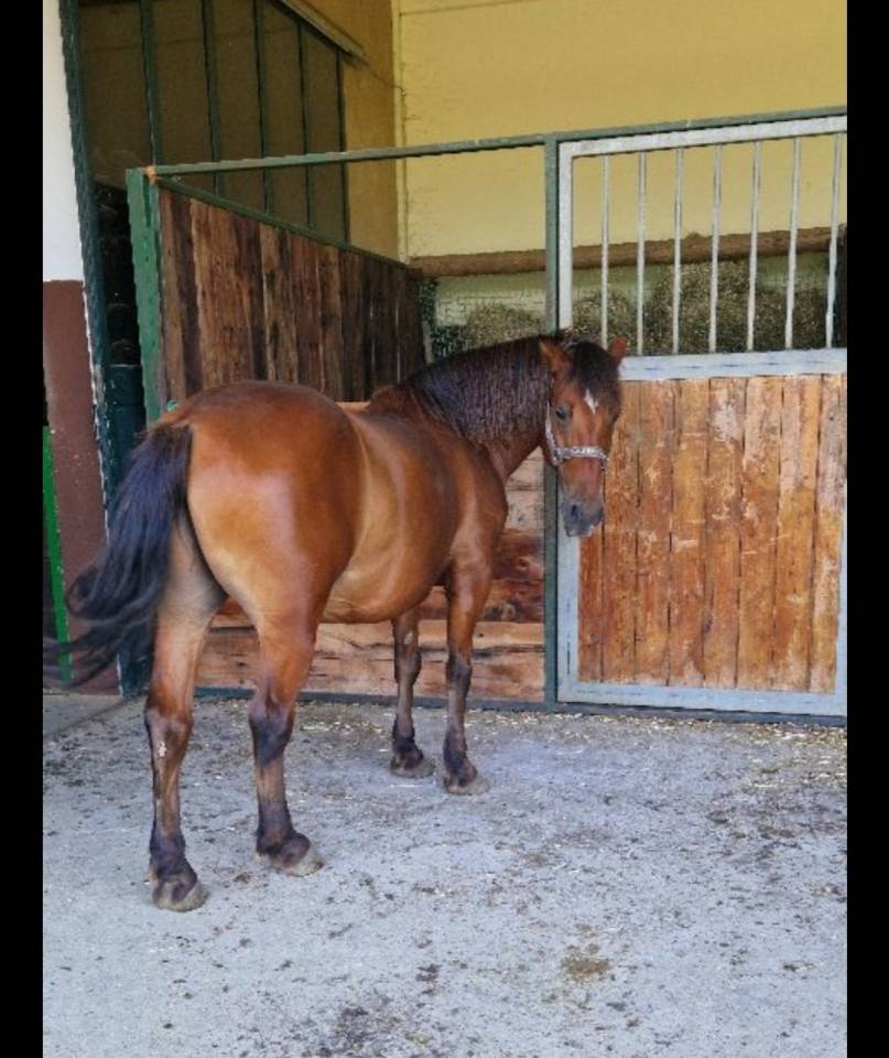 Cavallo Bardigiano x Quarter 