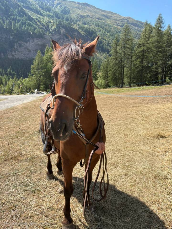 Cavallo Bardigiano x Quarter 