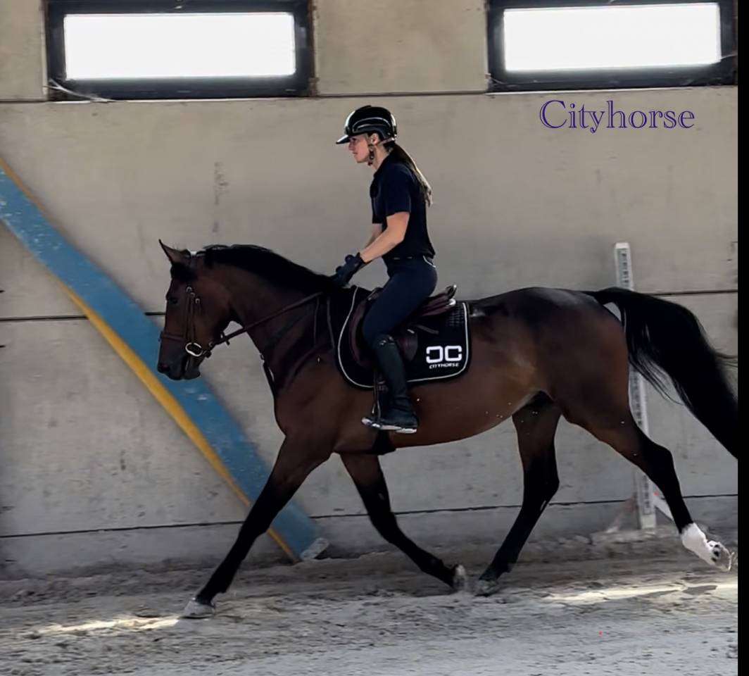 Castrone Zangersheide In vendita 2022 Baio scuro