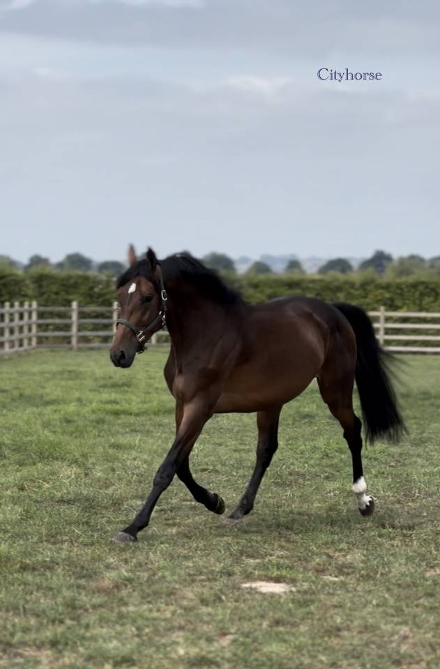 Castrone Zangersheide In vendita 2022 Baio scuro