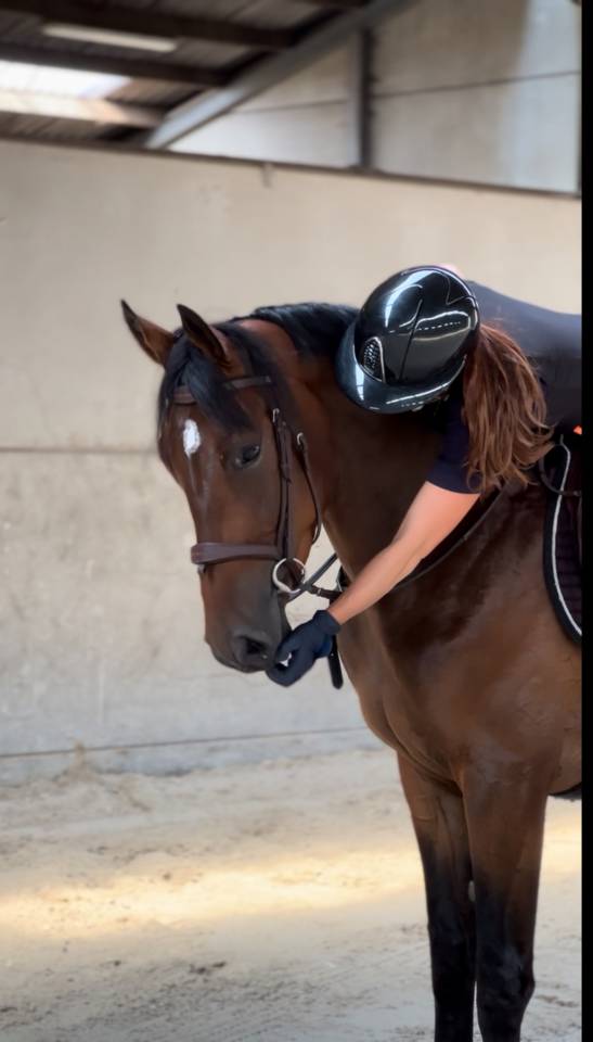 Castrone Zangersheide In vendita 2022 Baio scuro