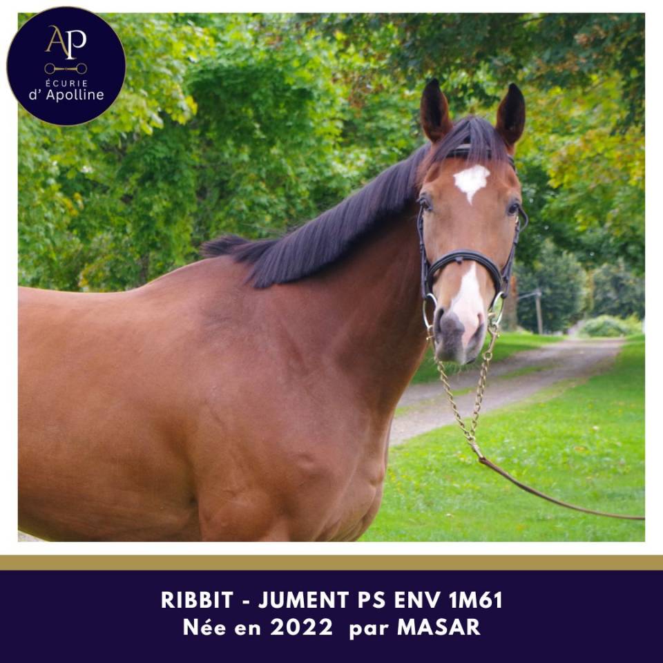 Cavalla Purosangue In vendita 2022 Baio