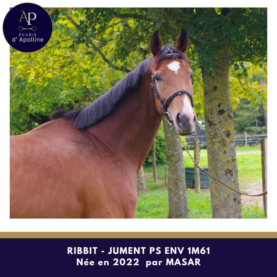 Cavalla Purosangue In vendita 2022 Baio