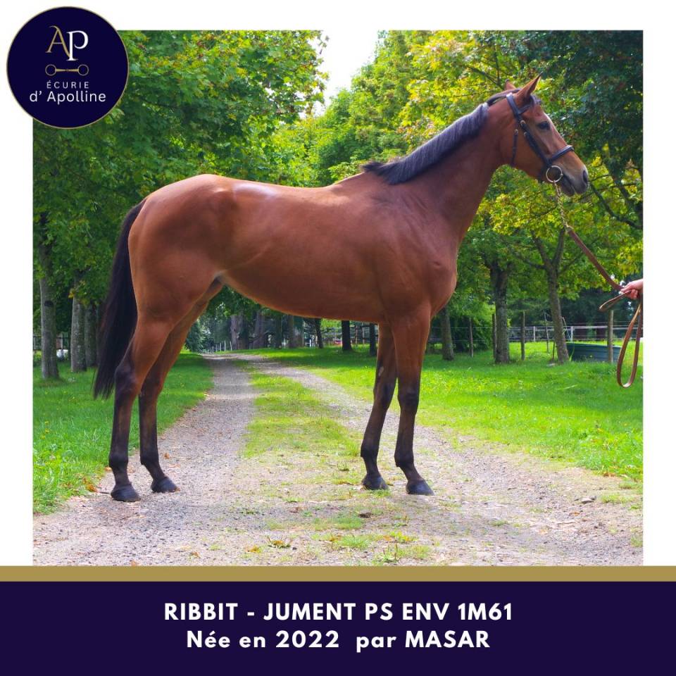 Cavalla Purosangue In vendita 2022 Baio