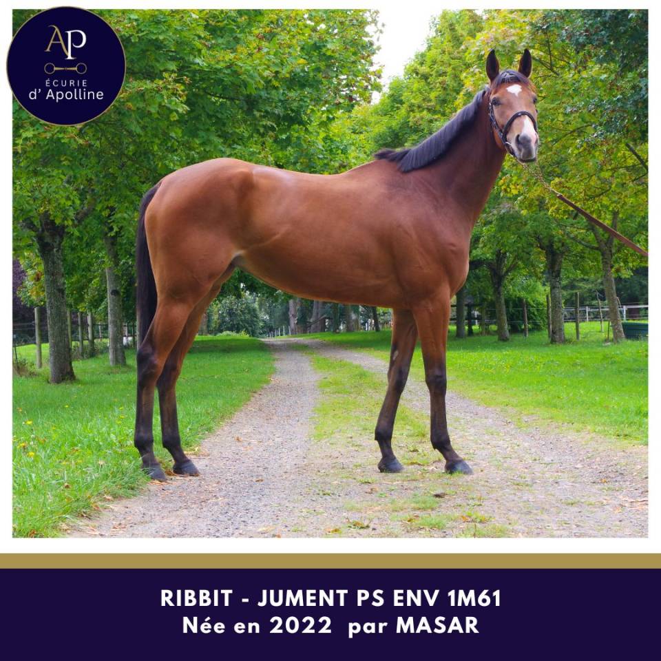 Cavalla Purosangue In vendita 2022 Baio