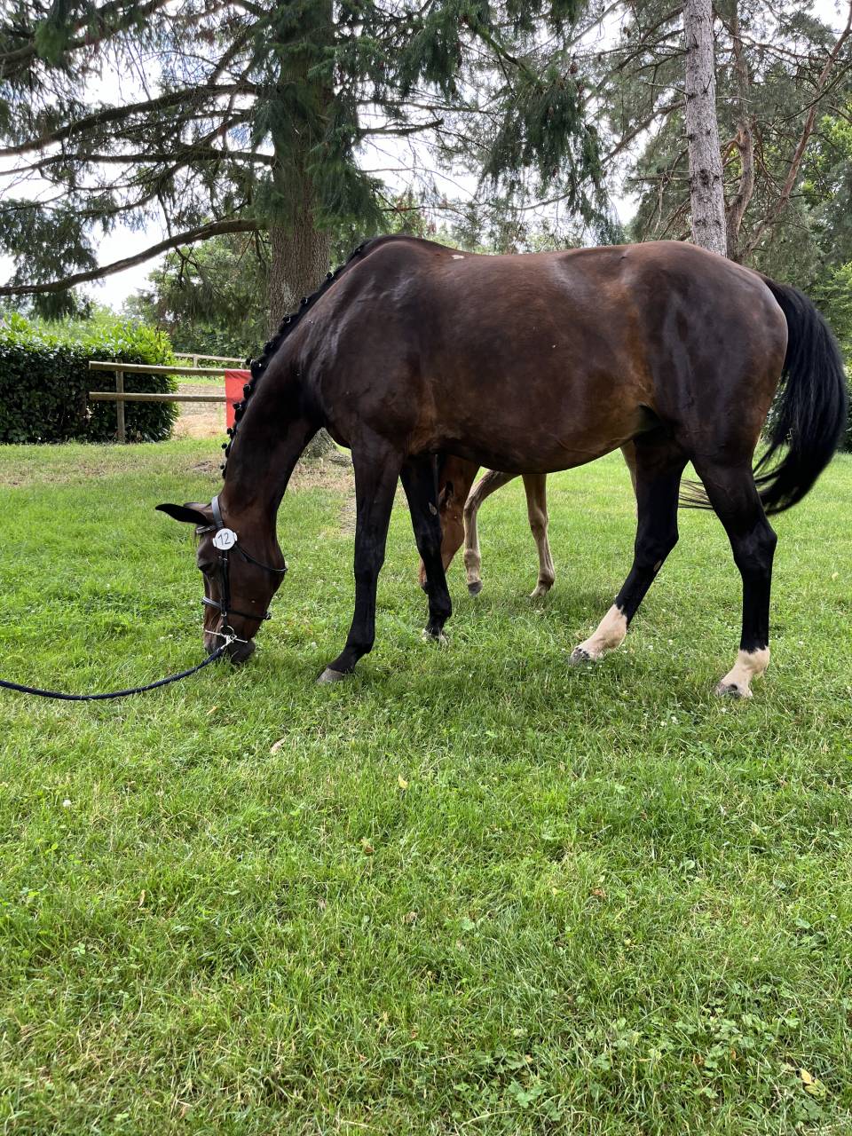 Cavalla Sella Francese In vendita 2007 Baio