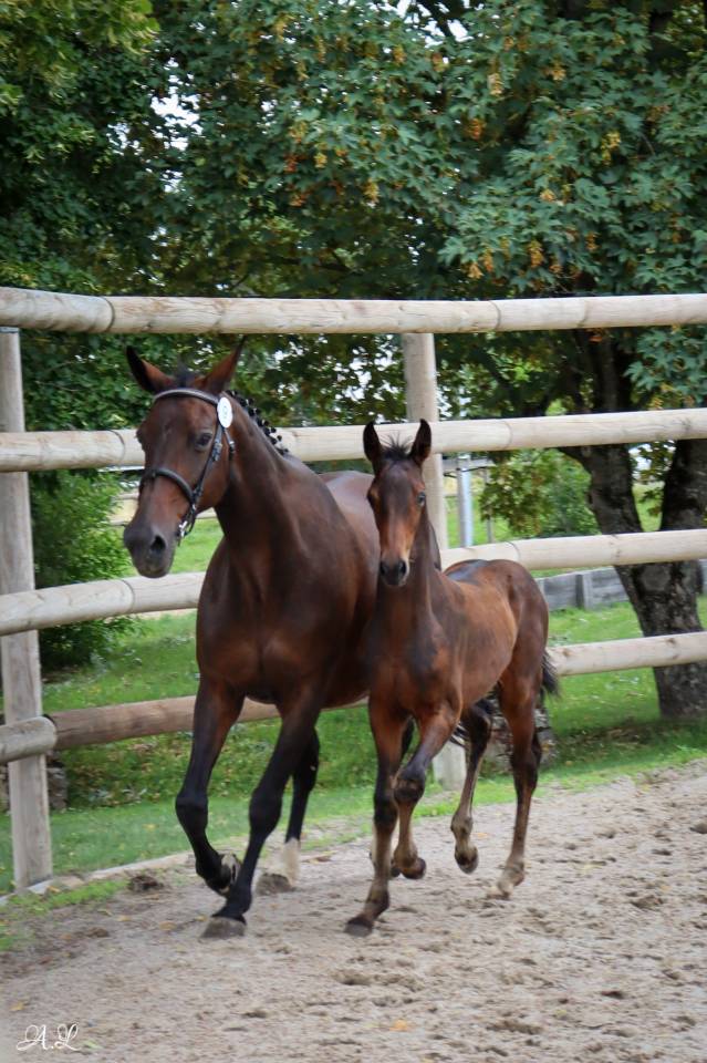 Cavalla Sella Francese In vendita 2007 Baio