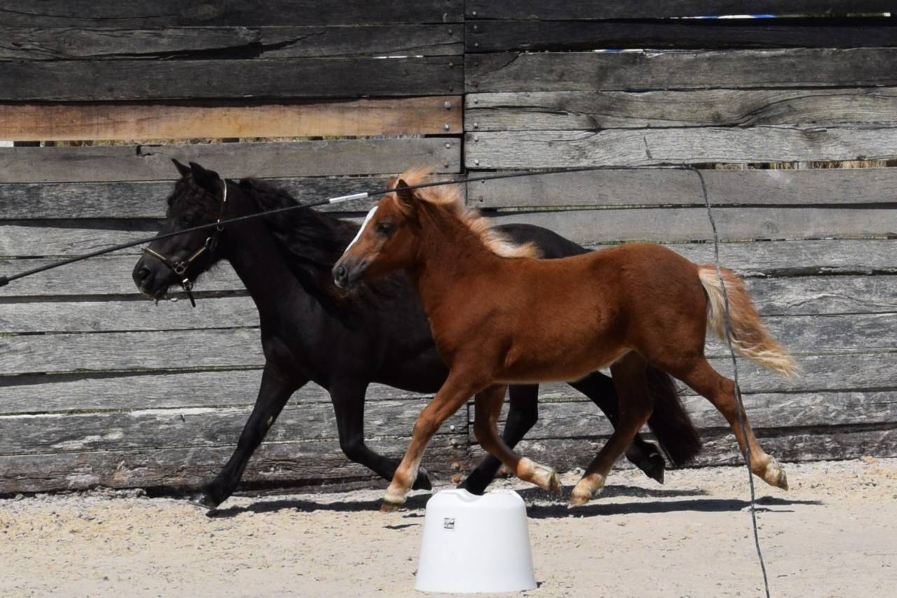 Puledra Shetland In vendita 2025 Sauro ,  IRONSTAR DE CABUE