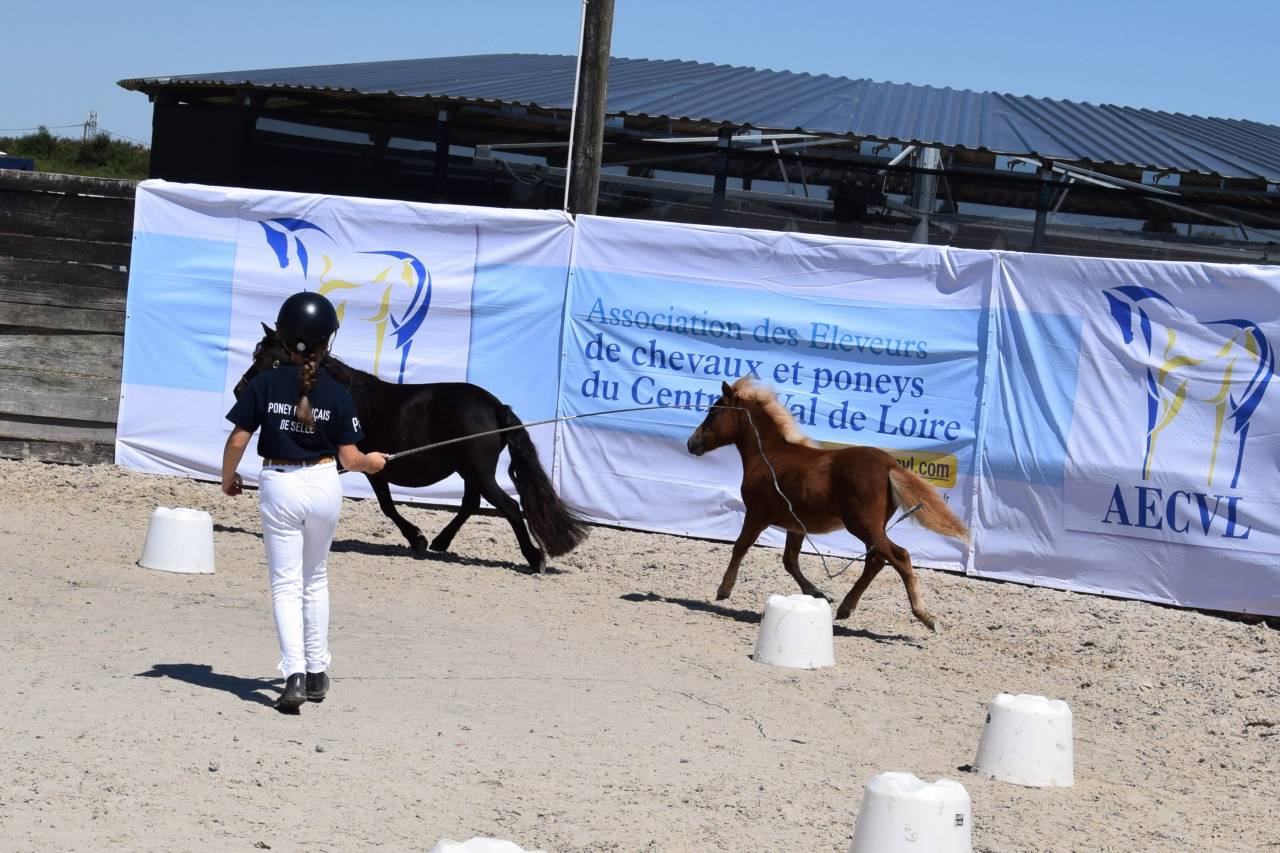 Puledra Shetland In vendita 2025 Sauro ,  IRONSTAR DE CABUE