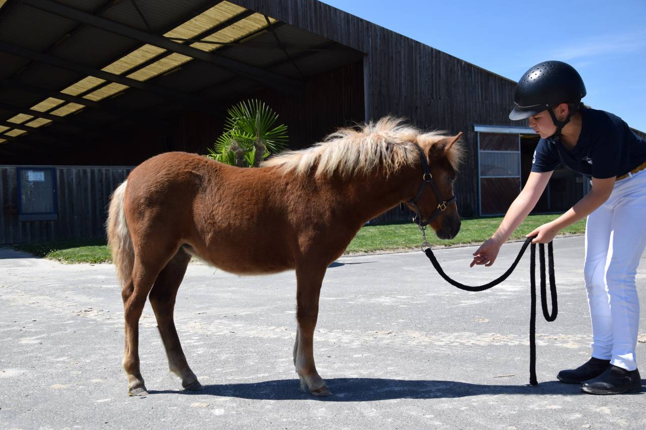 Puledra Shetland In vendita 2025 Sauro ,  IRONSTAR DE CABUE