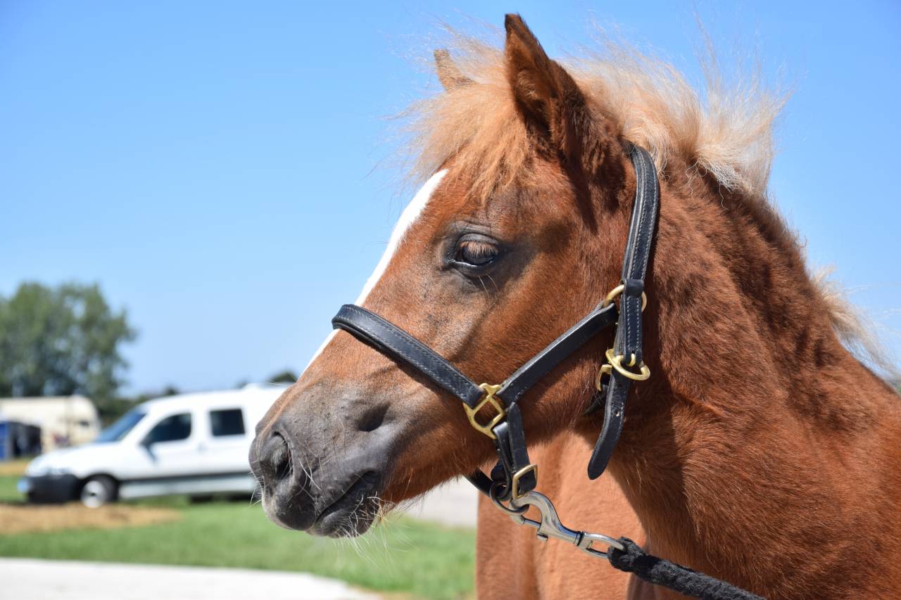 Puledra Shetland In vendita 2025 Sauro ,  IRONSTAR DE CABUE