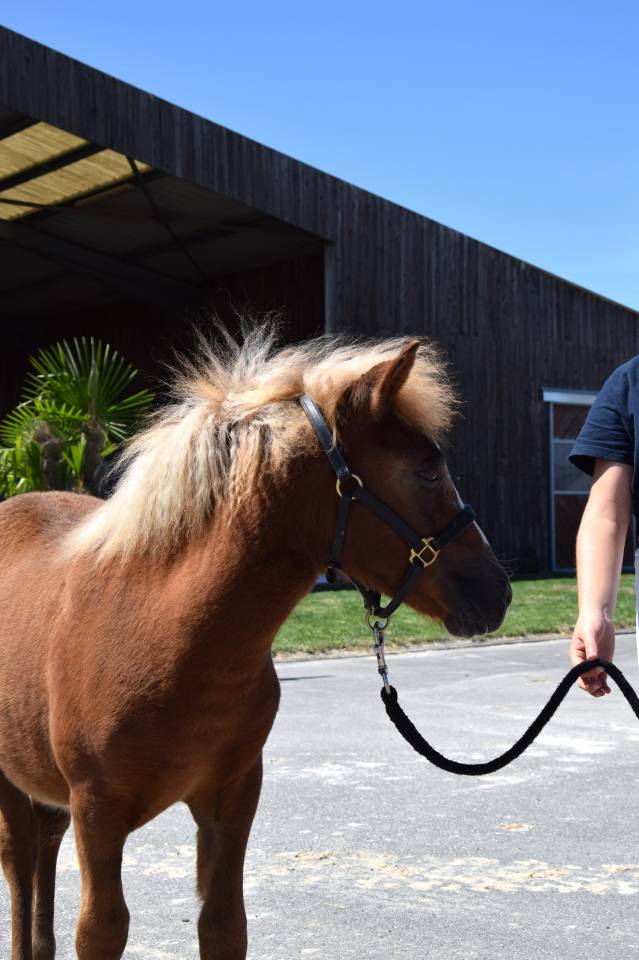 Puledra Shetland In vendita 2025 Sauro ,  IRONSTAR DE CABUE