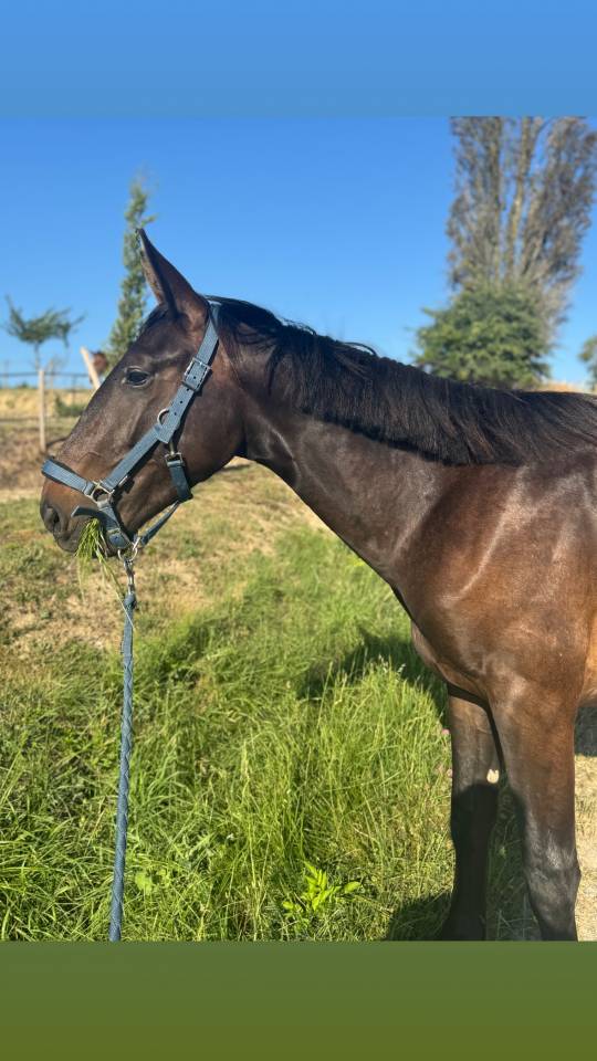 Intero Sella Francese In vendita 2023 Baio ,  IDEAL DE LA LOGE