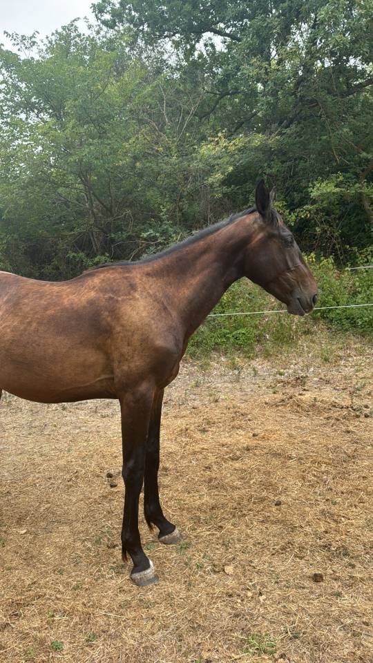 Intero Sella Francese In vendita 2023 Baio ,  IDEAL DE LA LOGE