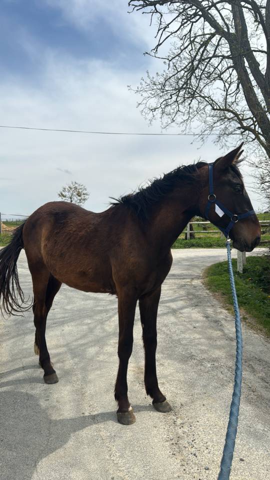 Intero Sella Francese In vendita 2023 Baio ,  IDEAL DE LA LOGE