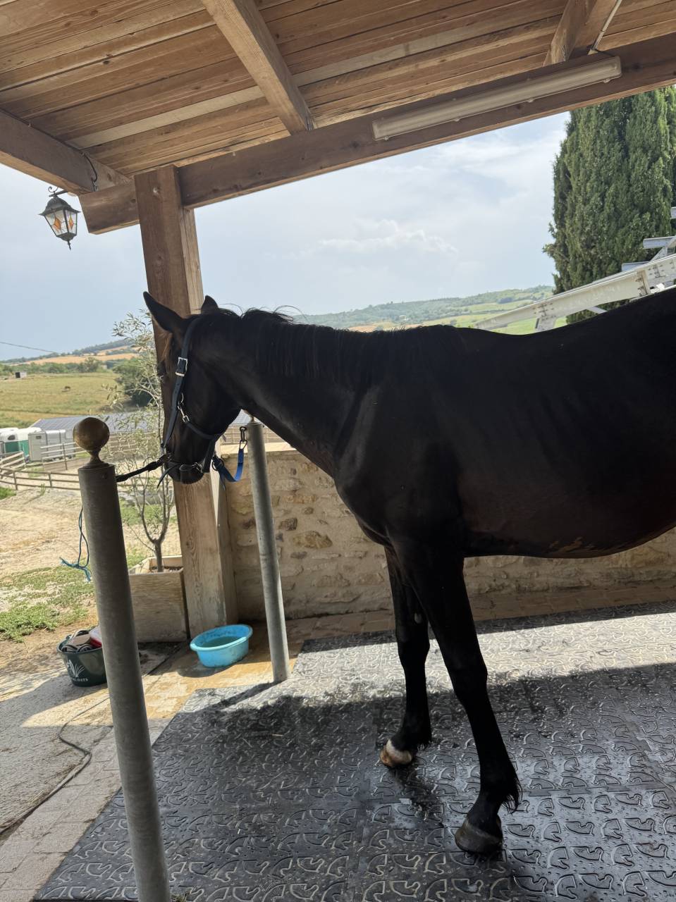 Intero Sella Francese In vendita 2023 Baio ,  IDEAL DE LA LOGE