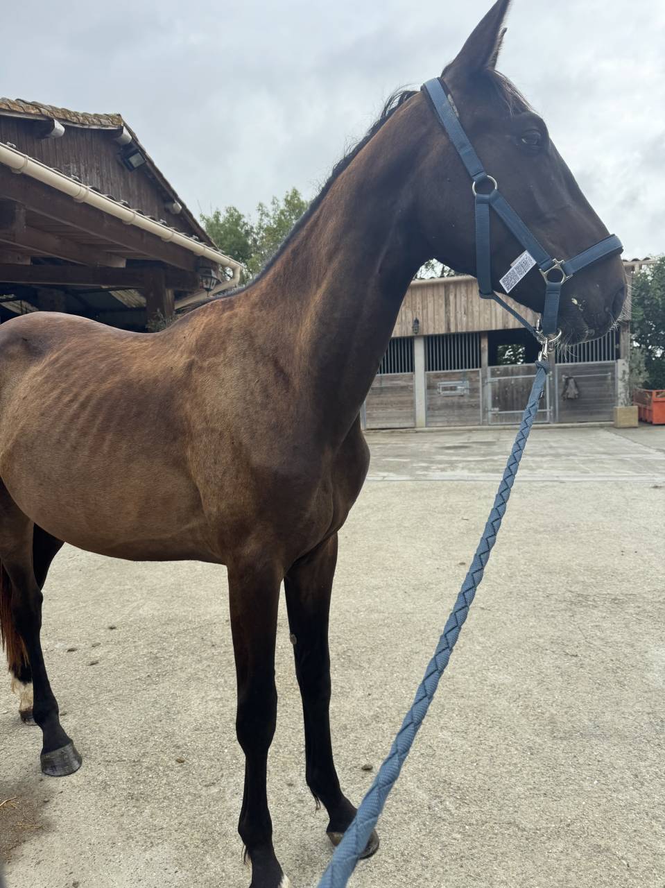 Intero Sella Francese In vendita 2023 Baio ,  IDEAL DE LA LOGE