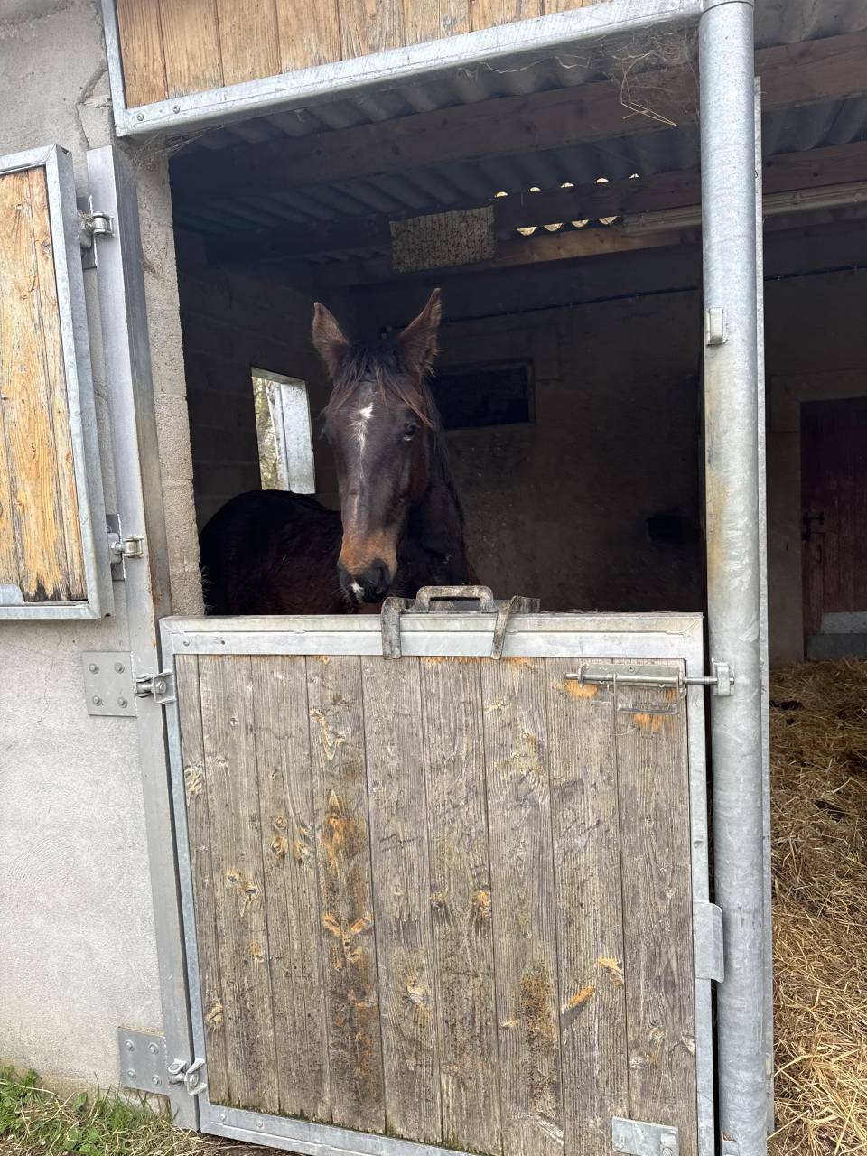 Intero Sella Francese In vendita 2023 Baio ,  IDEAL DE LA LOGE