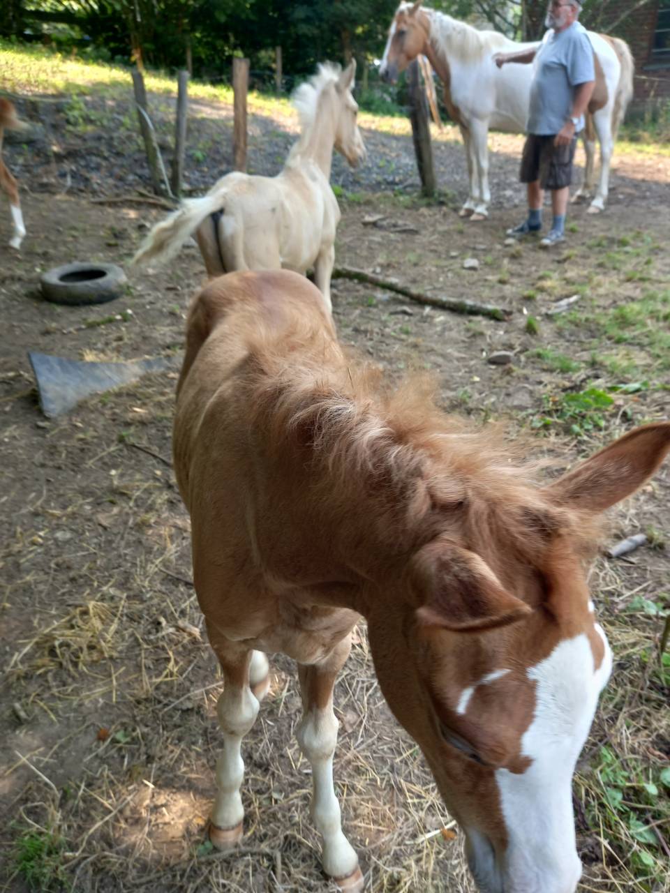 Puledro Palomino (Race) In vendita 2025 Palomino ,  Miracle du Moulin Pre