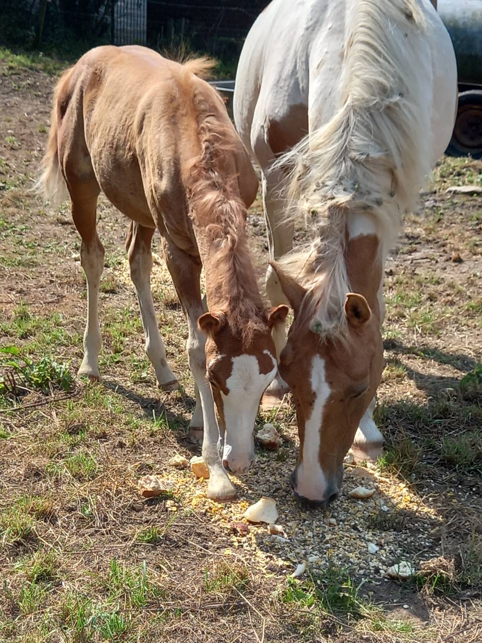 Puledro Palomino (Race) In vendita 2025 Palomino ,  Miracle du Moulin Pre