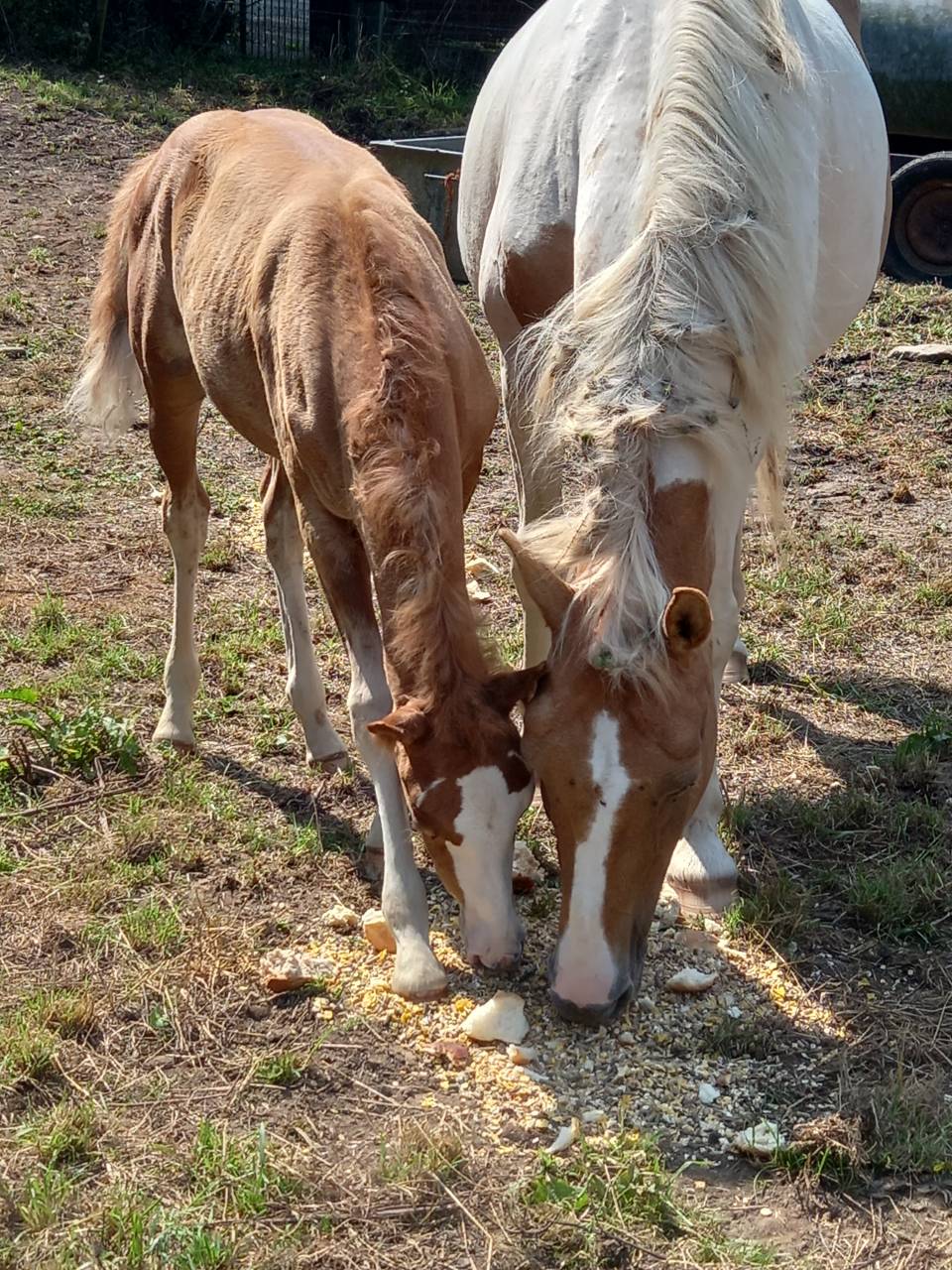 Puledro Palomino (Race) In vendita 2025 Palomino ,  Miracle du Moulin Pre