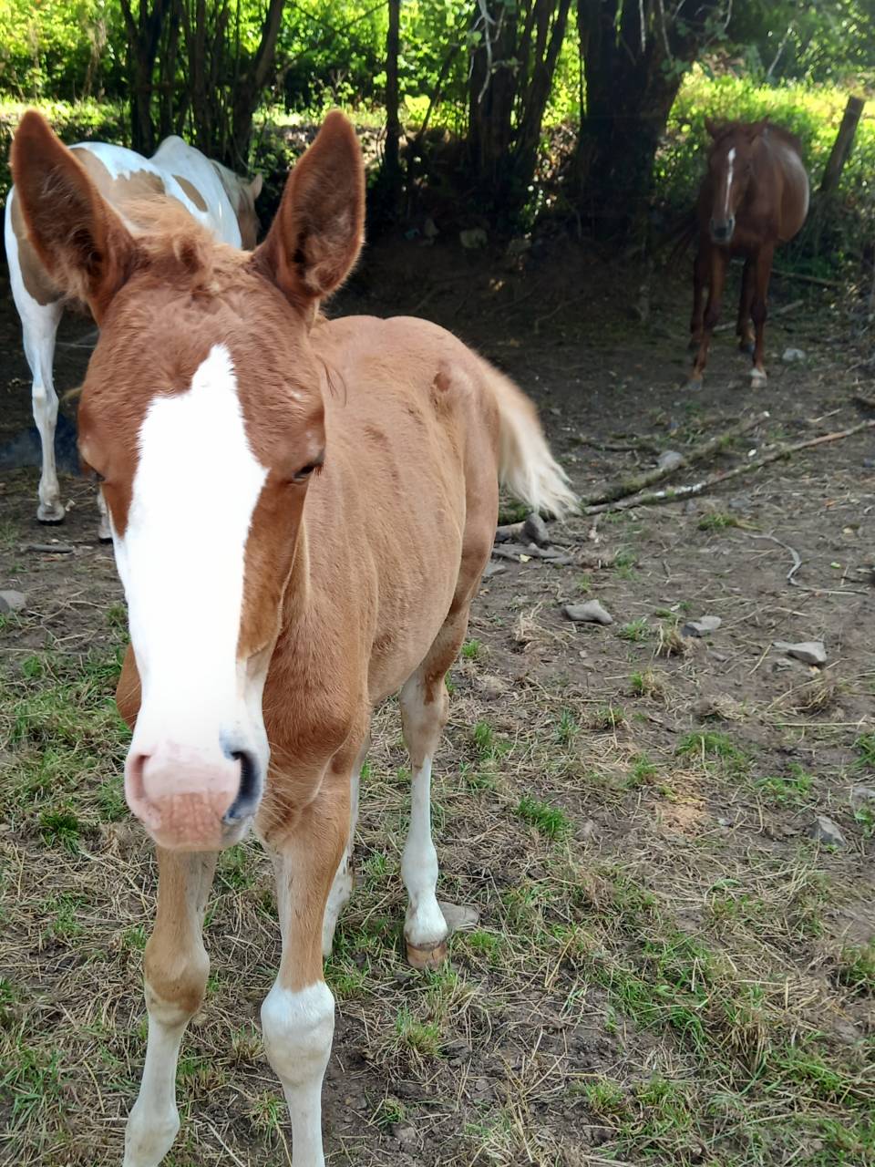 Puledro Palomino (Race) In vendita 2025 Palomino ,  Miracle du Moulin Pre