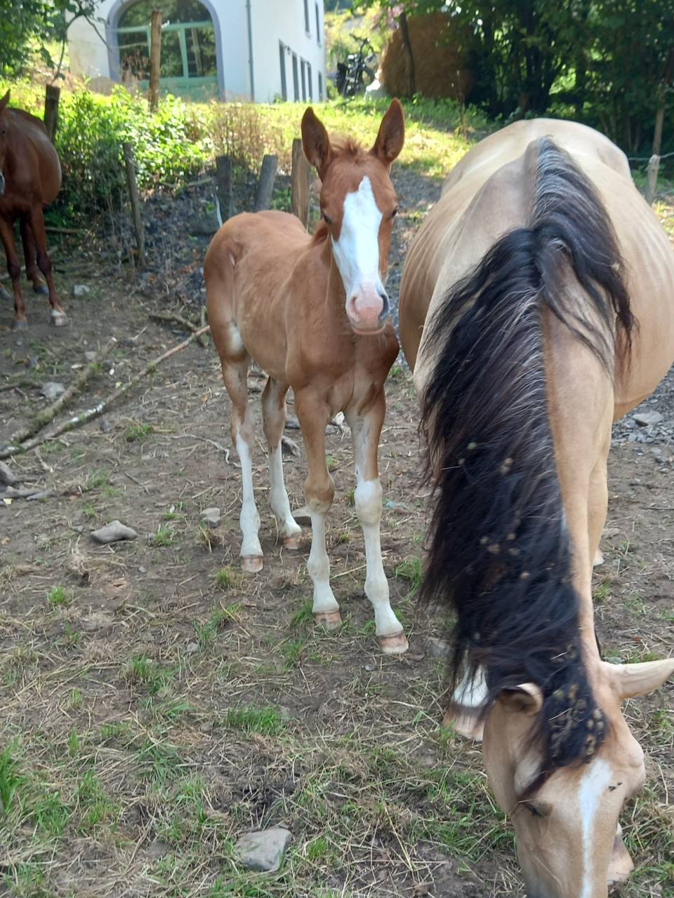 Puledro Palomino (Race) In vendita 2025 Palomino ,  Miracle du Moulin Pre