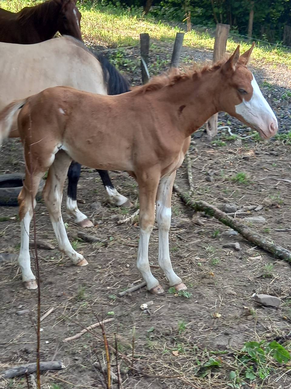 Puledro Palomino (Race) In vendita 2025 Palomino ,  Miracle du Moulin Pre