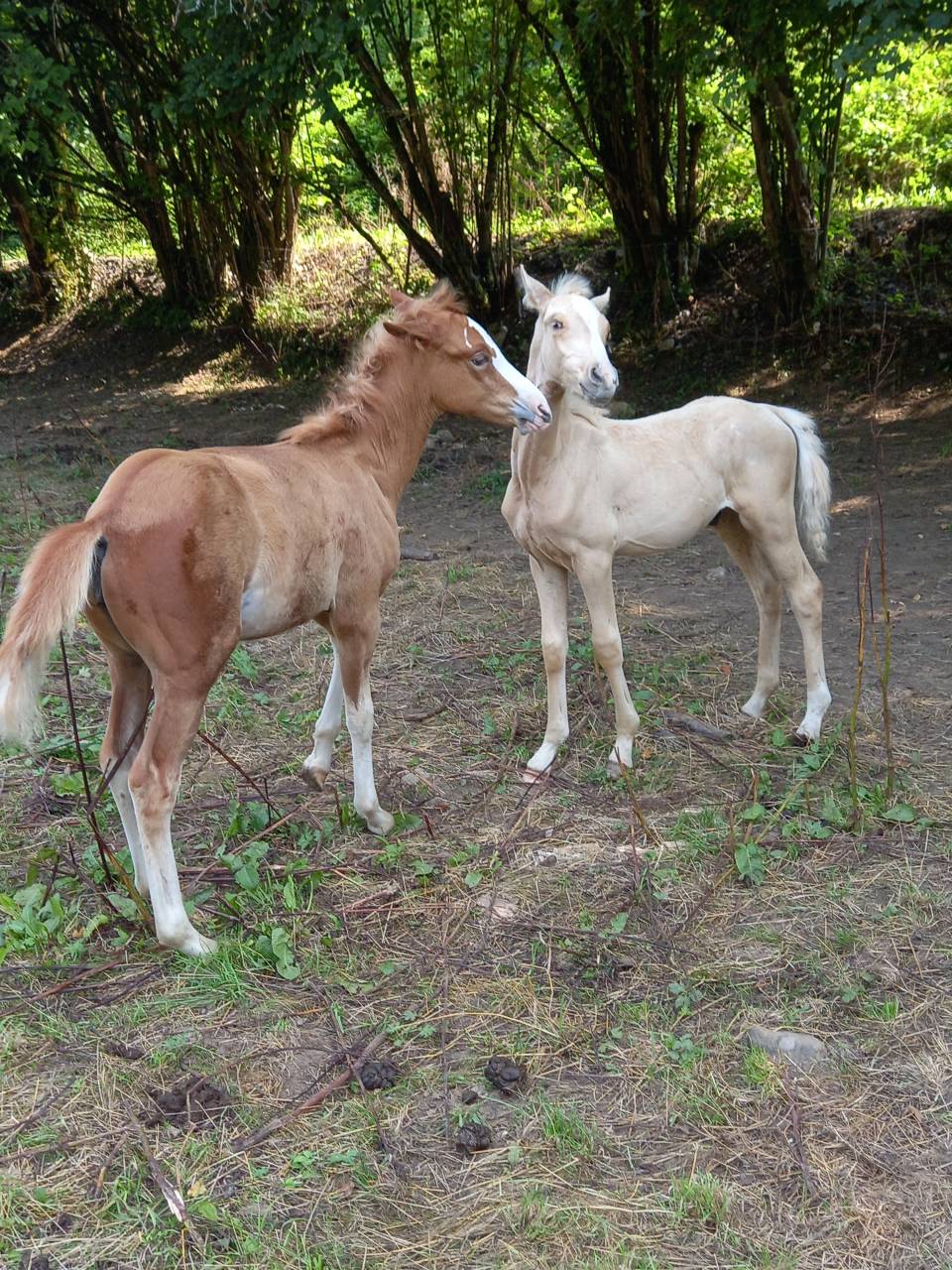 Puledro Palomino (Race) In vendita 2025 Palomino ,  Miracle du Moulin Pre