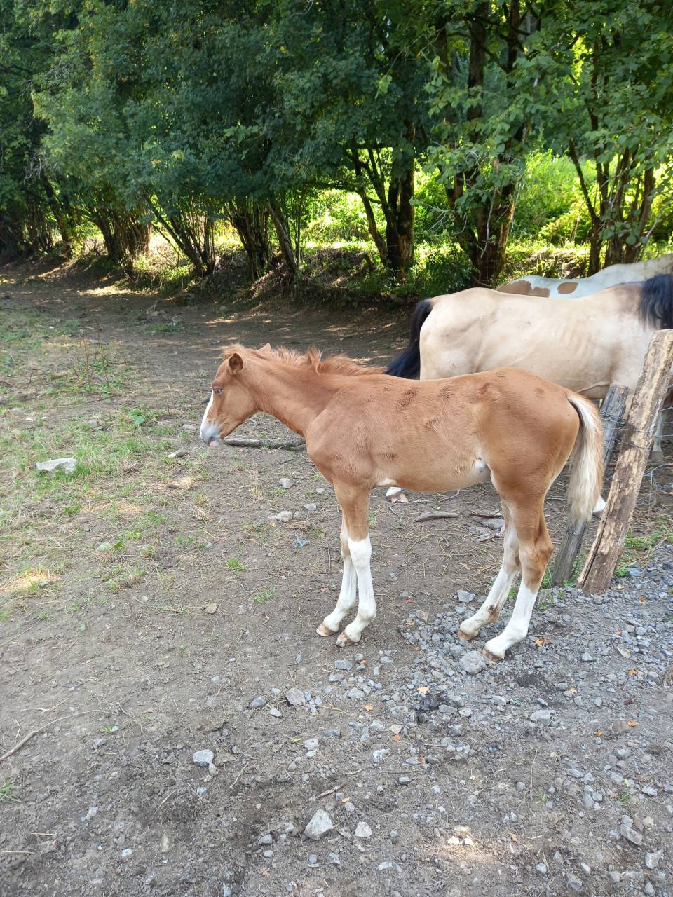 Puledro Palomino (Race) In vendita 2025 Palomino ,  Miracle du Moulin Pre