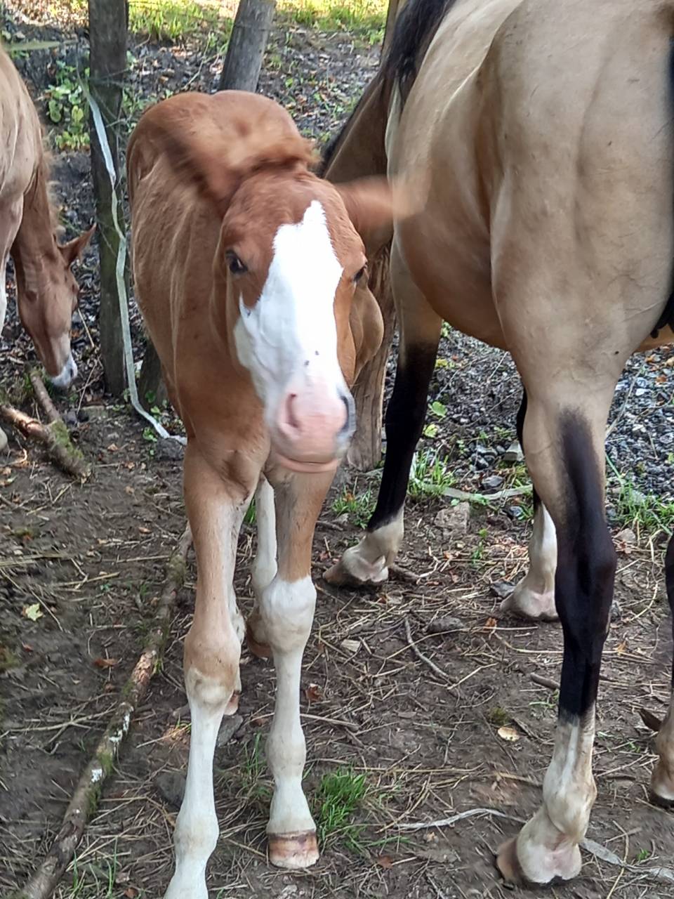 Puledro Palomino (Race) In vendita 2025 Palomino ,  Miracle du Moulin Pre