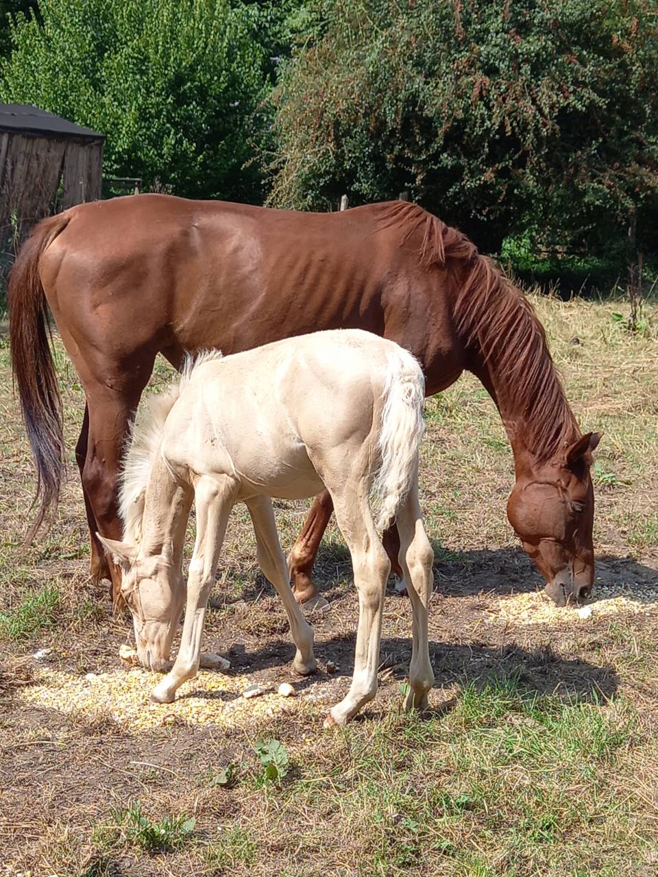 Puledro Palomino (Race) In vendita 2025 Palomino ,  Miracle du Moulin Pre
