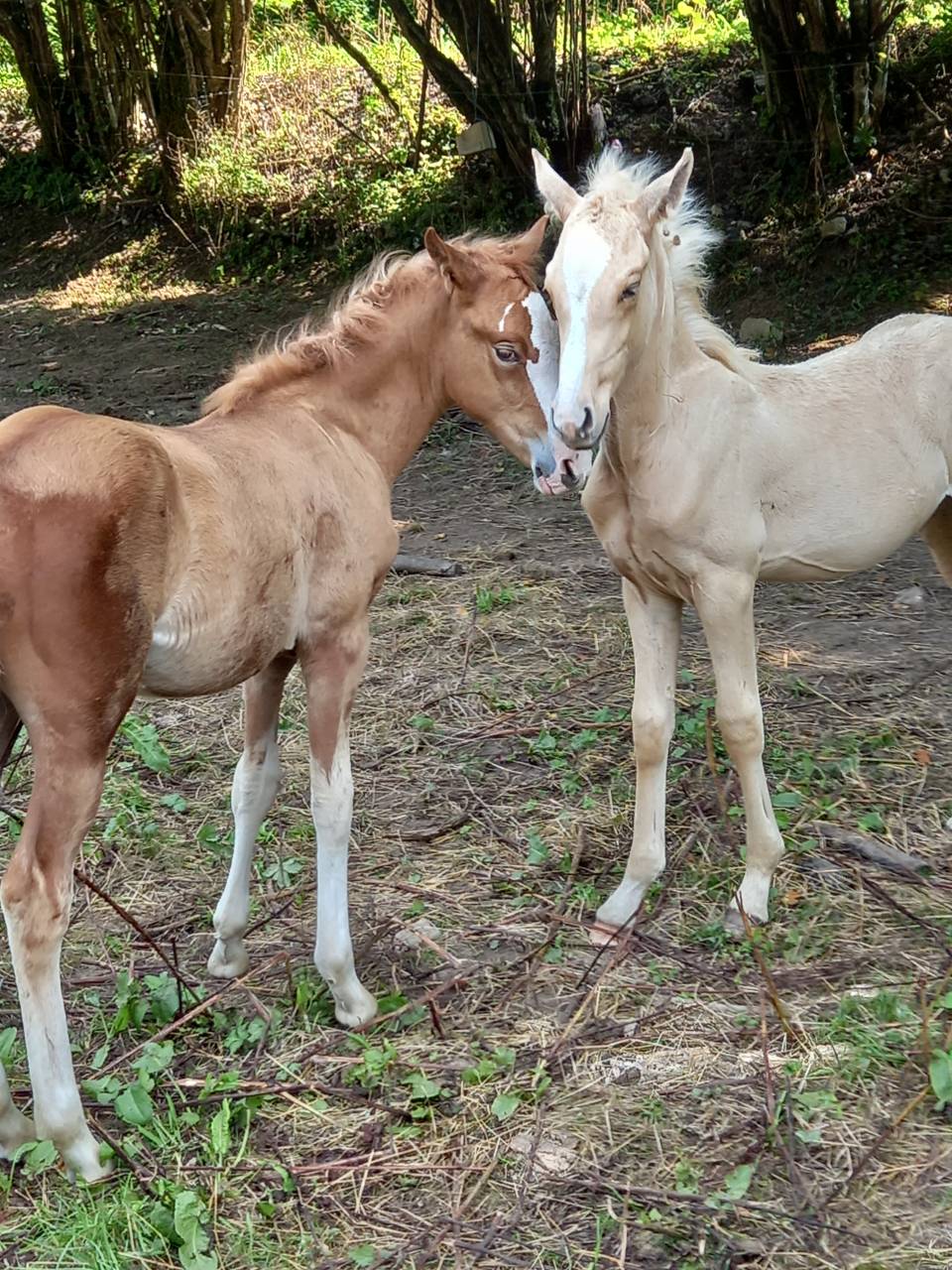 Puledro Palomino (Race) In vendita 2025 Palomino ,  Miracle du Moulin Pre