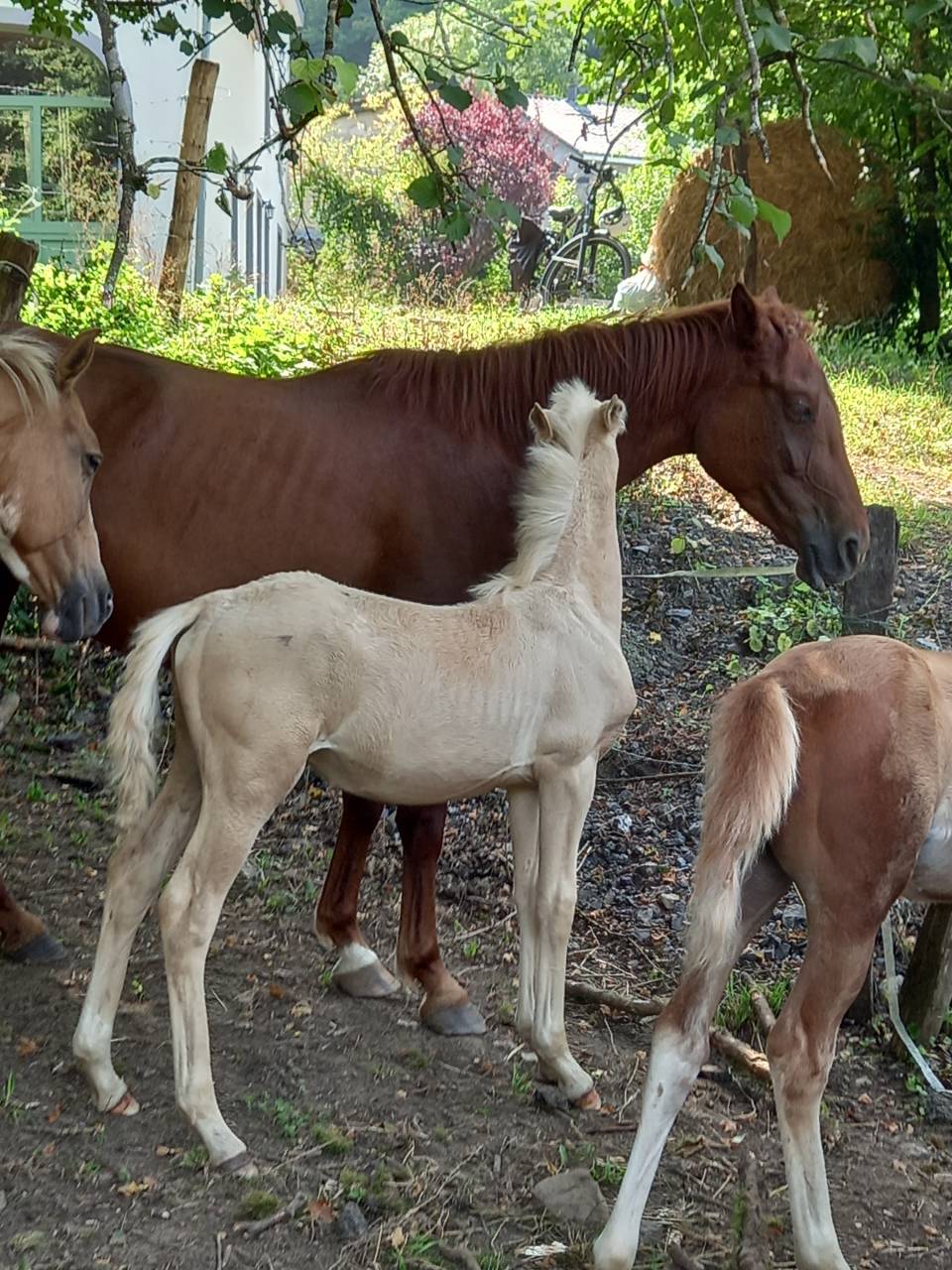 Puledro Palomino (Race) In vendita 2025 Palomino ,  Miracle du Moulin Pre