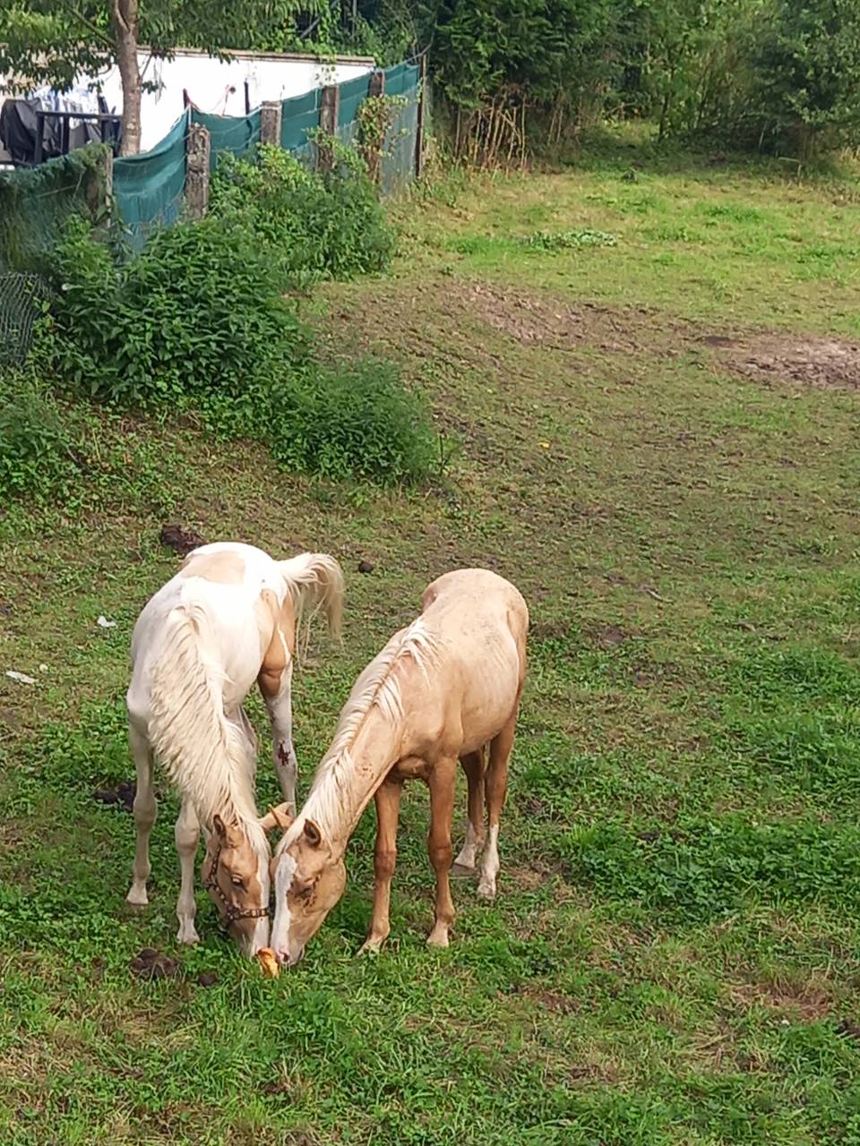 Puledro Palomino (Race) In vendita 2024 Palomino ,  Miracle du Moulin Pre